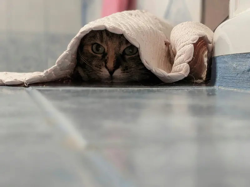 A cute cat hiding under a bathroom mat