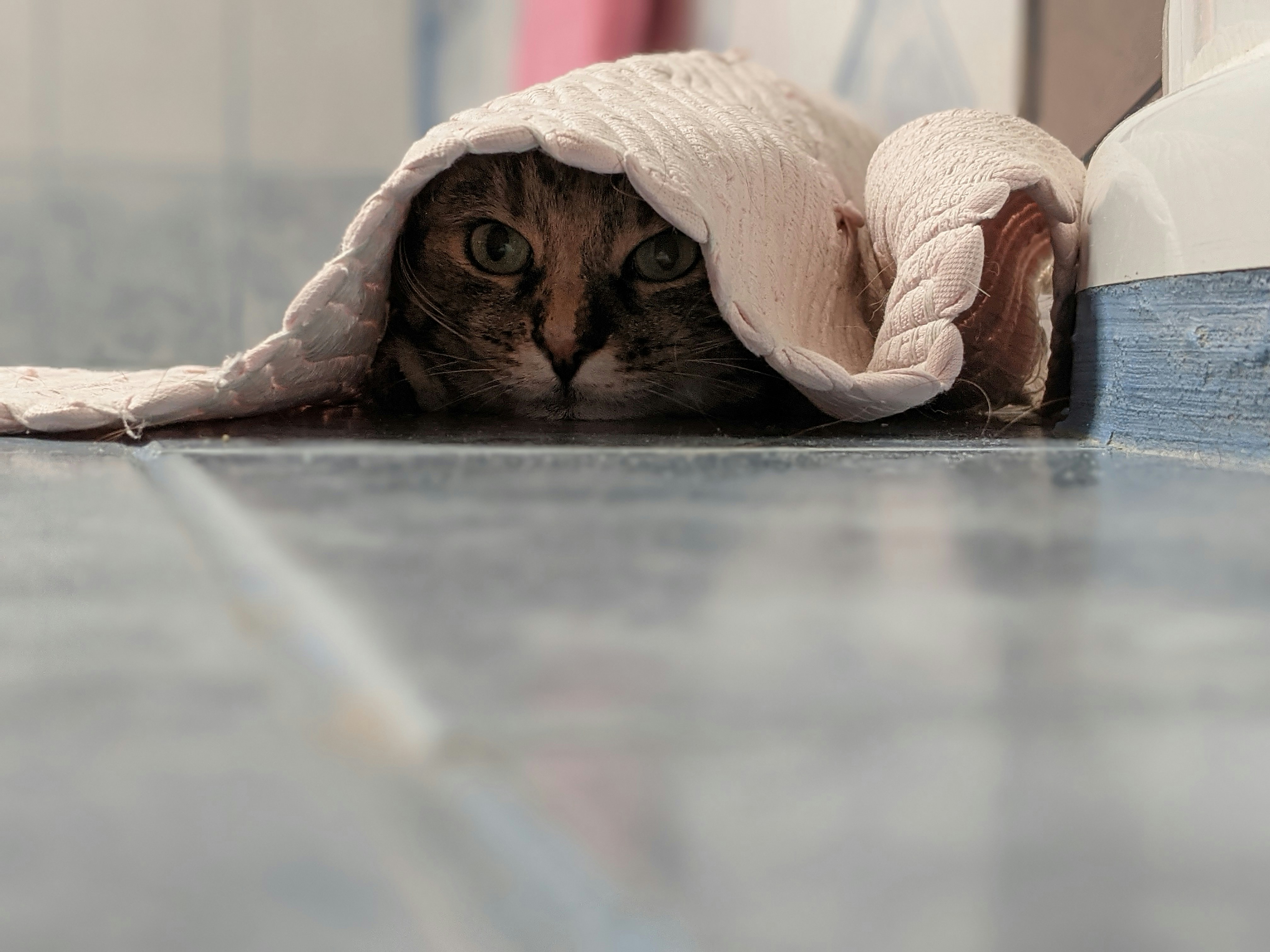A cute cat hiding under a bathroom mat
